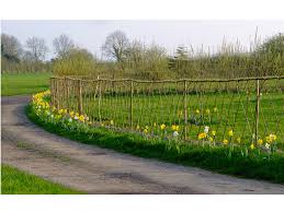 They're also one of the most diverse species of plants in the temperate world. How To Plant A Willow Fedge Thistledown Thistledown