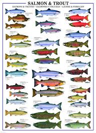 Eurographics Salmon Trout Poster Presenting 17 Trout