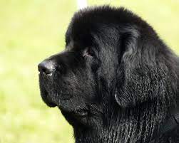 Pin On Tail Waggers
