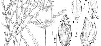 Image result for Acritochaete volkensii