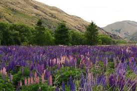 Can T Get Enough Of The Lupine Flowers New Zealand South Island Natural Landmarks