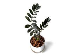 Image result for Rhigozum zambesiacum