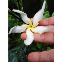 Image result for Rothmannia macrosiphon