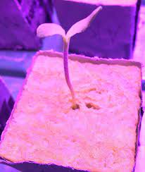 Maybe you would like to learn more about one of these? Some Seedlings Not Growing True Leaves Stalled At Cotyledons Rollitup