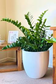 Image result for Ormocarpum zambesianum