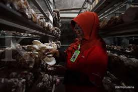 Bahkan jika dibanding dengan sebelum sistem baru. Desa Kemiren Asri Binaan Pertamina Berhasil Ekspor Jamur Krispi Ke Hongkong