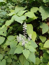 Image result for Plectranthus fruticosus