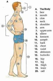 ⬤ our internal organs in english. Body Parts