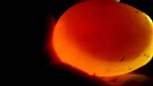 Candling Goose Eggs Part 1 Youtube