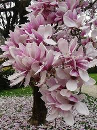 Light Purple White Magnolia Seeds Lily Flower Tree Fragrant Tulip Magnol Liliiflora Blossoms Shade P Flowering Trees Beautiful Flowers Magnolia Flower