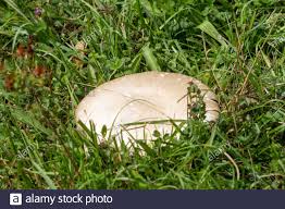 Essbarer Pilz Uk Stockfotos Und Bilder Kaufen Alamy