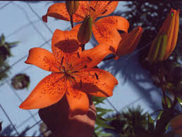 Production of Hybrid Asiatic and Oriental Lilies