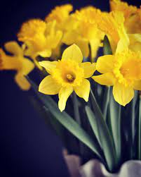 I «narcissus jonquilla, gatunek narcyza, roślina ozdobna o żółtych kwiatach, pochodząca z obszaru śródziemnomorskiego» ‹fr.› … słownik języka polskiego. Ma Fleur Flower Of The Day History Polin 19041943 Zonkil Facebook