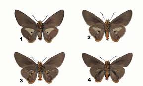 Image result for Caucanthus auriculatus