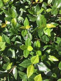 Don't allow the mulch to cover or touch the plants' crowns. Jasmine Minima Asiatic Florida Nursery Mart