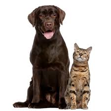 Maryland avenue pet hospital has joined the wellhaven family! Paws Claws Pet Hospital Veterinarian In Maple Grove Mn Usa