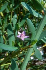 Image result for Sesuvium portulacastrum