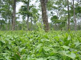 Image result for Grewia micrantha