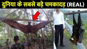 They weigh about 2 ½ pounds. Largest Bats In The World à¤¦ à¤¨ à¤¯ à¤• à¤¸à¤¬à¤¸ à¤¬à¤¡ à¤šà¤®à¤• à¤¦à¤¡ Giant Golden Crowned Flying Fox Hindi Youtube