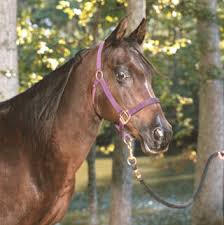 Lessons from Love...and Loss...of Lee