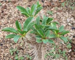 Image result for Dorstenia barnimiana