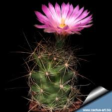 Garfield greenhouses, the selection of retail cactus ranges from. Coryphantha Macromeris