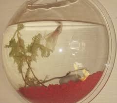 Pick up a betta fish tank today from petco. Marble Betta Fish Color Changing Genes Fish Care