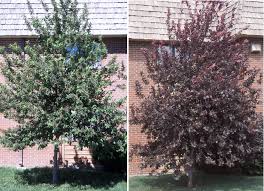 You'll appreciate this compact shrub with its bounty of slender stems. Prunus Virginiana Canada Red Landscape Plants Oregon State University