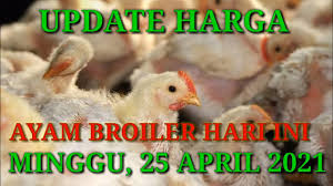 Info harga dapat didownload melalui aplikasi android dengan nama : Harga Ayam Broiler Hari Ini Minggu 25 April 2021 Youtube
