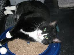 The maine coon is the largest domesticated cat breed. Pin On Cats