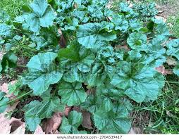 Image result for Malva verticillata