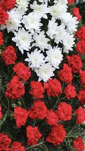 Red Carnation Carnation Flower Wedding Flowers Flowers Near Me Red Carnation Carnation Flower Wholesale Flowers