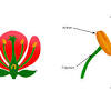 Cannabis plants are dioecious, compared to most there are instances when your plant might produce both male and female flower parts. Https Encrypted Tbn0 Gstatic Com Images Q Tbn And9gcrexd9fmodjf1f4rpeao2gjqrnep Pl1uzydmss Ehgrstmh5a3 Usqp Cau