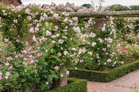 A deep rose review and pictures by the right roses. David Austin Roses Di Twitter Therefore If It S A Rambler You Re After We D Advise You To Look At The Albrighton Rambler As We Recommend It For Your Zone And It Has A