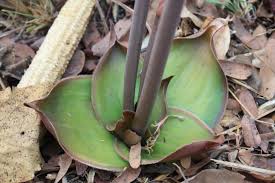 Image result for Aloe fimbrialis