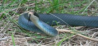 The Blue Racer Coluber Constrictor Foxii Commonly Is A Subspecies Of Coluber Constrictor A Species Of Non Reptiles And Amphibians Reptiles Snake Wallpaper