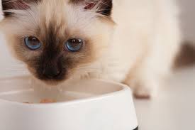 Anak kucing yang baru mulai belajar makan membutuhkan makanan khusus bagi usianya. Bagaimana Memilih Makanan Anak Kucing Yang Terbaik 2021