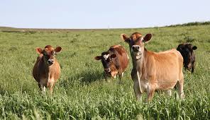 One of the smallest breeds of cow in the world, the dexter miniature cow, only weighs 600 to 700 pounds at maturity. How To Make Grassfed Cattle Gain Weight Hobby Farms