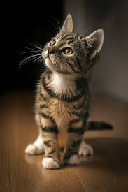 Pin By Big Mercedes On Katzon Mit Goile Augis In 2020 Cute Cats And Kittens Pretty Cats Kittens Cutest