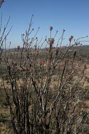 Image result for Obetia