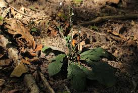 Image result for Elytraria acaulis