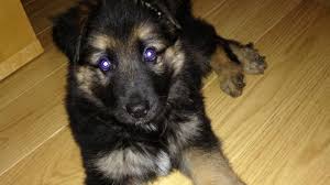 2 1/2 week old german shepherd puppy teething. German Shepherd Puppy 6 Weeks Old Youtube