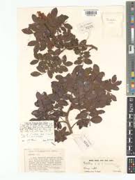 Image result for Schotia capitata