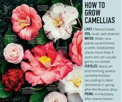 Camellias Azaleas Camellia Plants