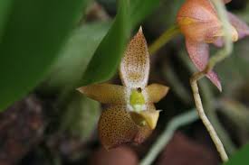 Image result for Bulbophyllum burttii