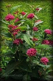 An Unsung Asclepias Milkweed Plant Native Plant Gardening Asclepias