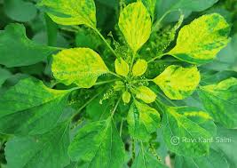 Image result for Acalypha lanceolata