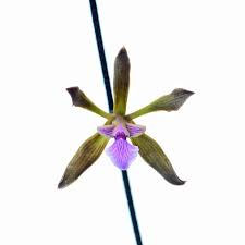 Image result for Seidelia