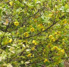 Image result for Ochna natalitia