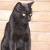 Types Of Black Cats Chart